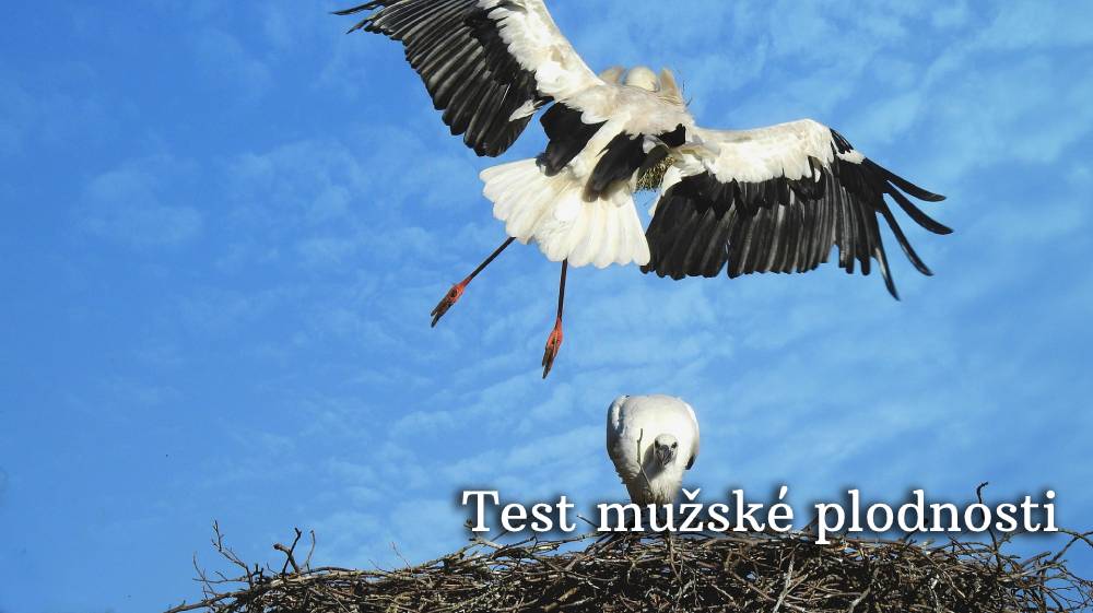 test mužské plodnosti