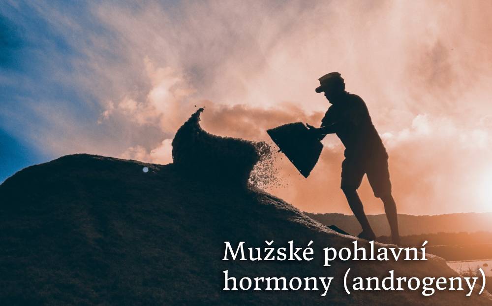 androgeny mužské pohlavní hormony